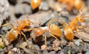Formiche gialle in primo piano su un terreno sassoso