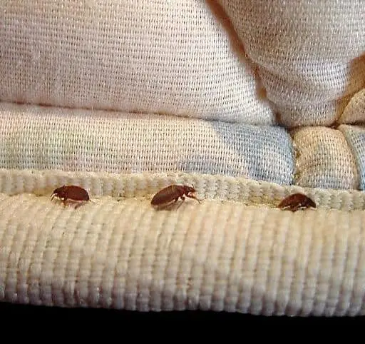 Scopri di più sull'articolo Le cimici dei letti sono tornate: come disinfestarle?