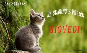 Gattino grigio seduto su un tronco, con la scritta Un sereno e felice giovedi