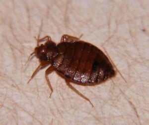 cimici