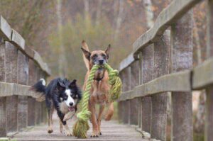 Scopri di più sull'articolo Giochi per cani: quali utilizzare?