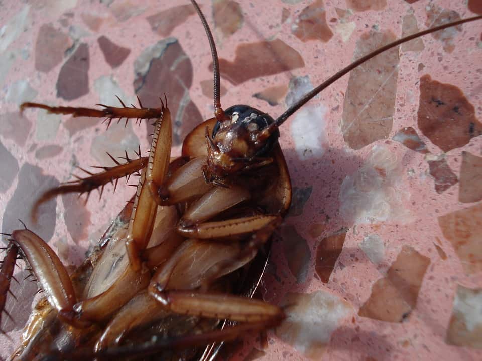 You are currently viewing Insetti e curiosità: quello che forse non sapevi sugli scarafaggi
